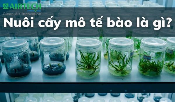 Nuôi cấy mô tế bào là gì? Cơ sở và quy trình kỹ thuật nuôi cấy